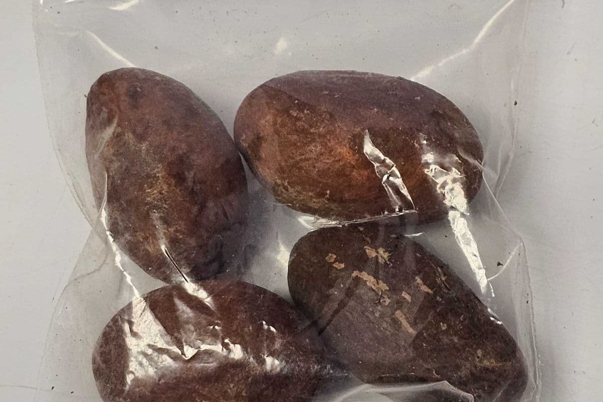 Bitter Kola (Orogbo)