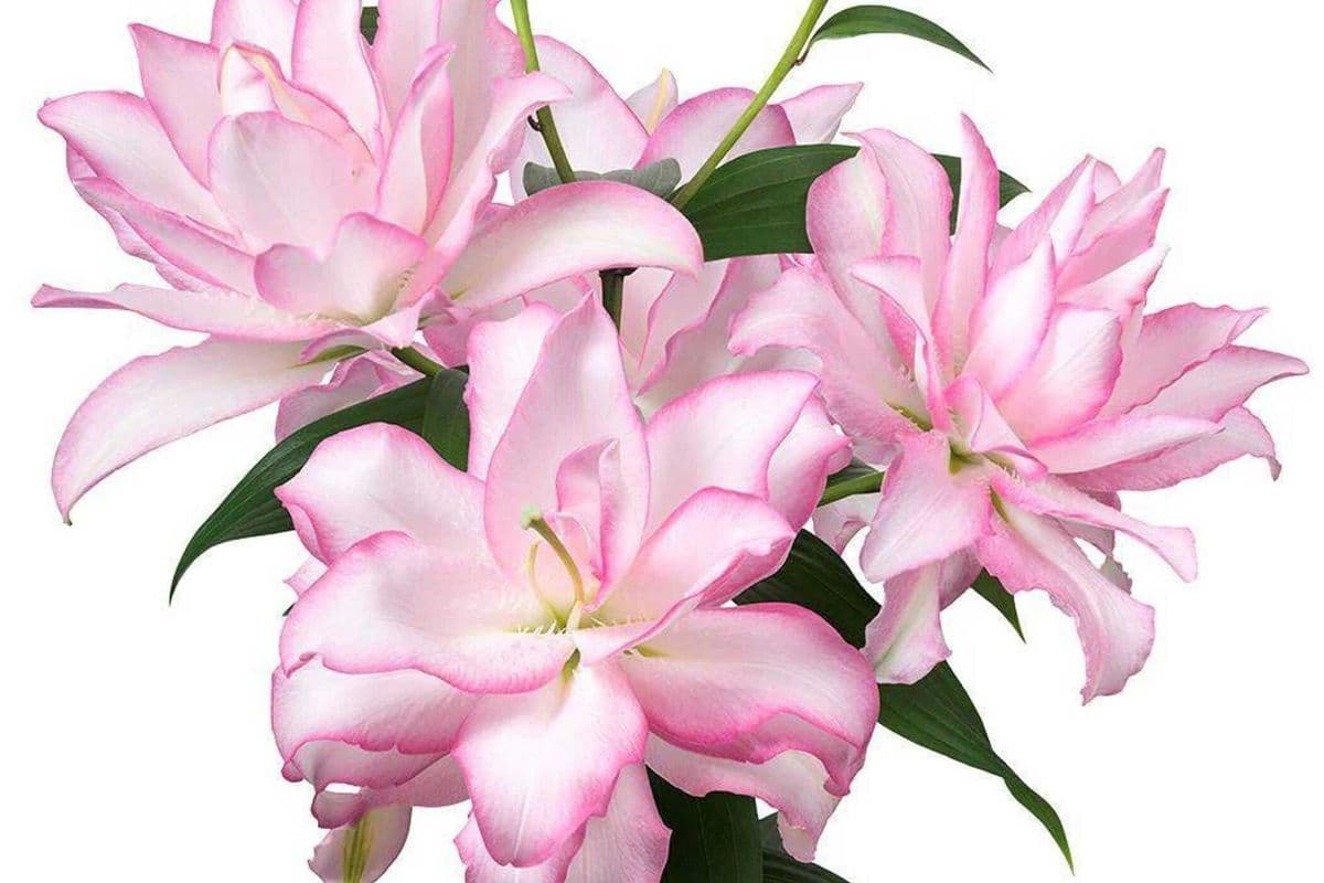 Pink Rose Lily - 2 Stems
