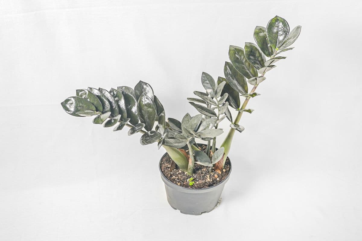 Black ZZ Plant