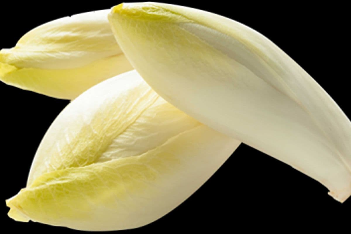 Endives / white chicory