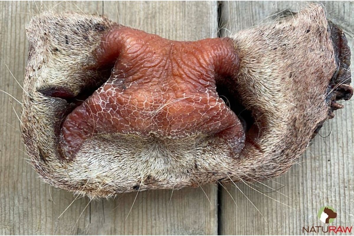 Dehydrated Beef Snout (1 piece)