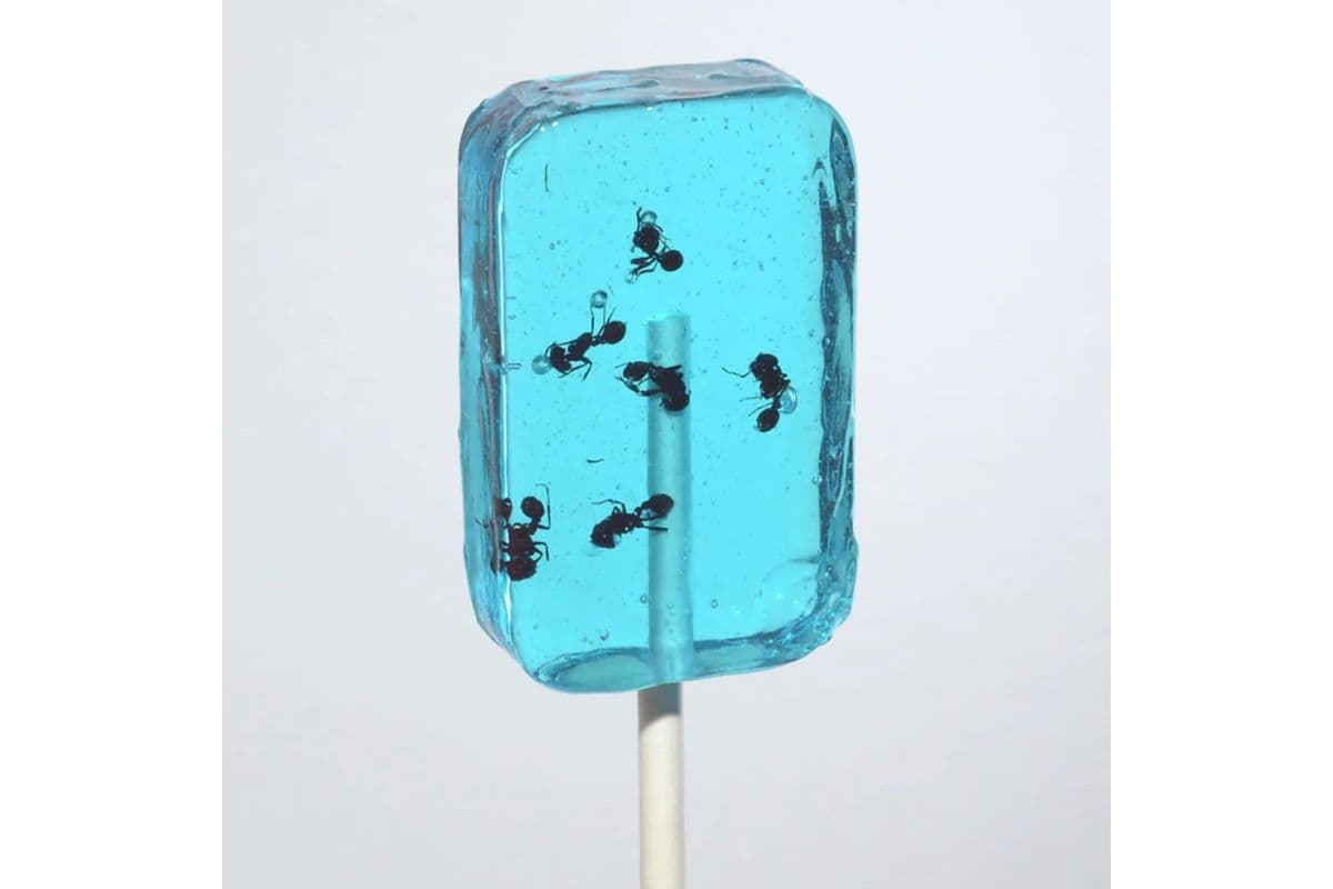 Anti Lix Blueberry (31 g)