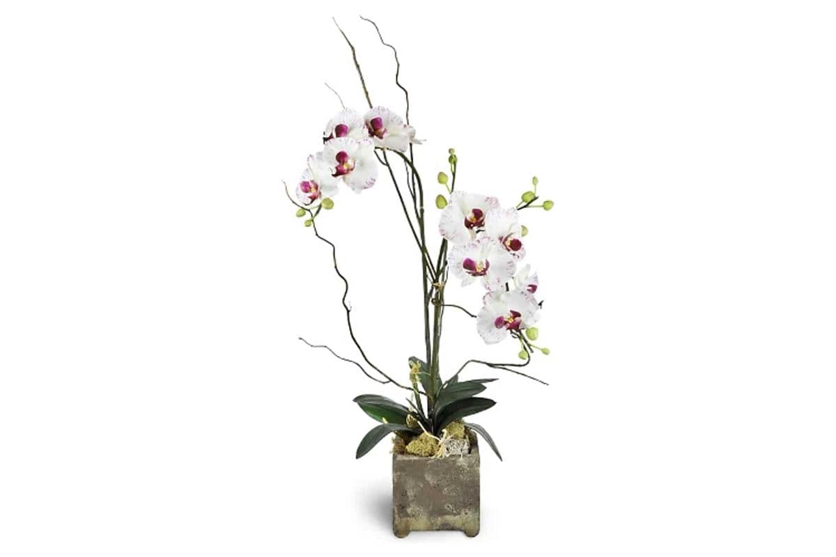 Opulent Double Orchid