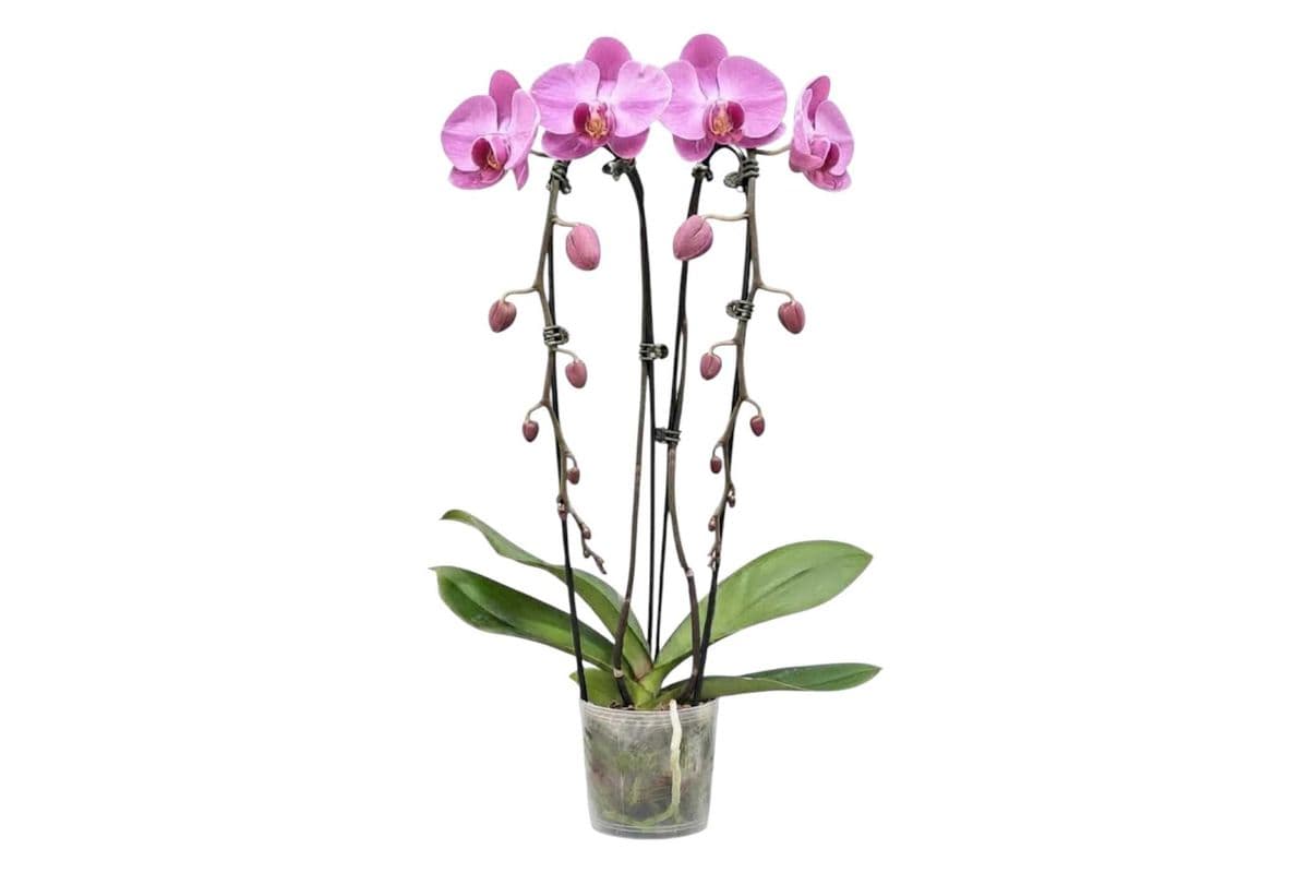 Pink Double Stem Cascading Orchid - 5 Inch Pot