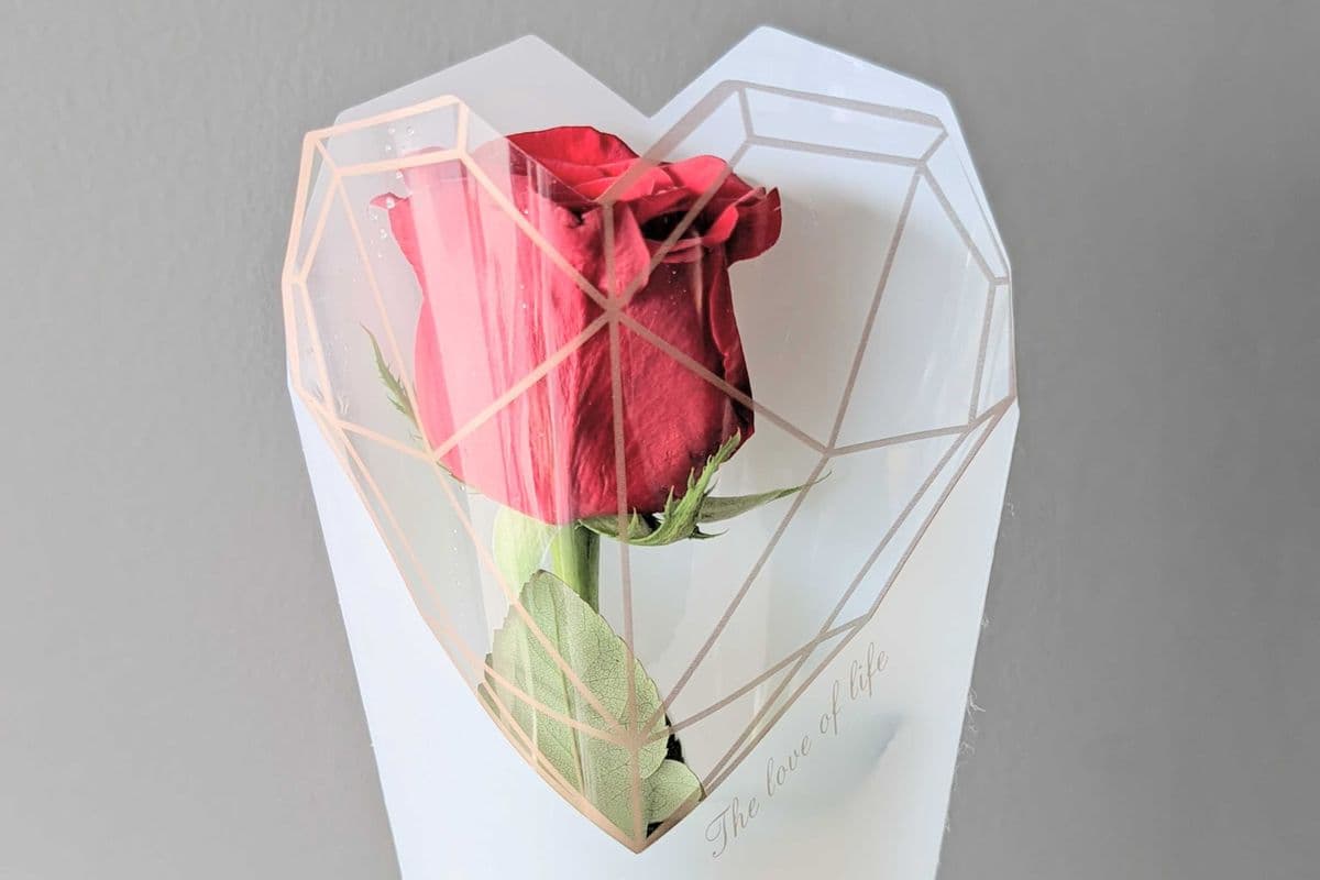 Single Rose