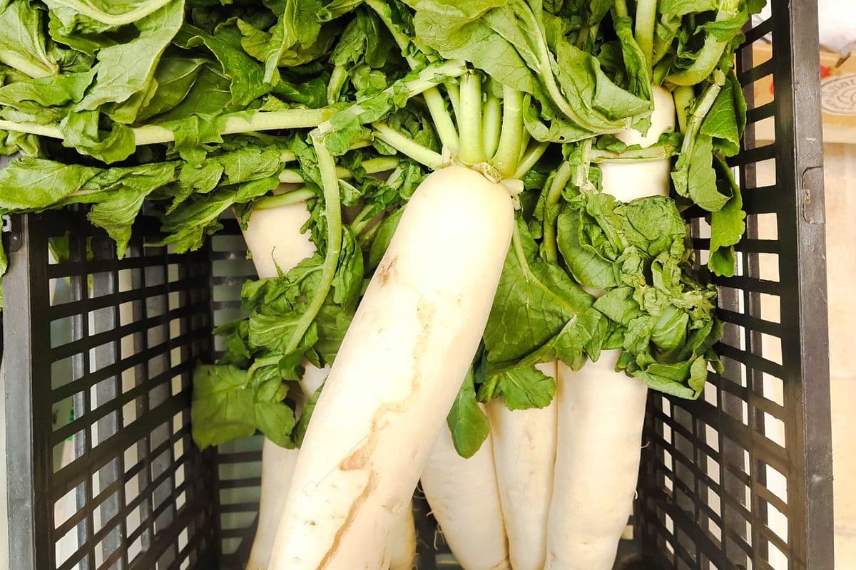 Daikon Loose White Radish 1.99/Lb (1 LB)