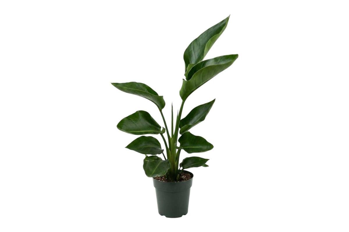 Bird of Paradise - 6 Inch Pot