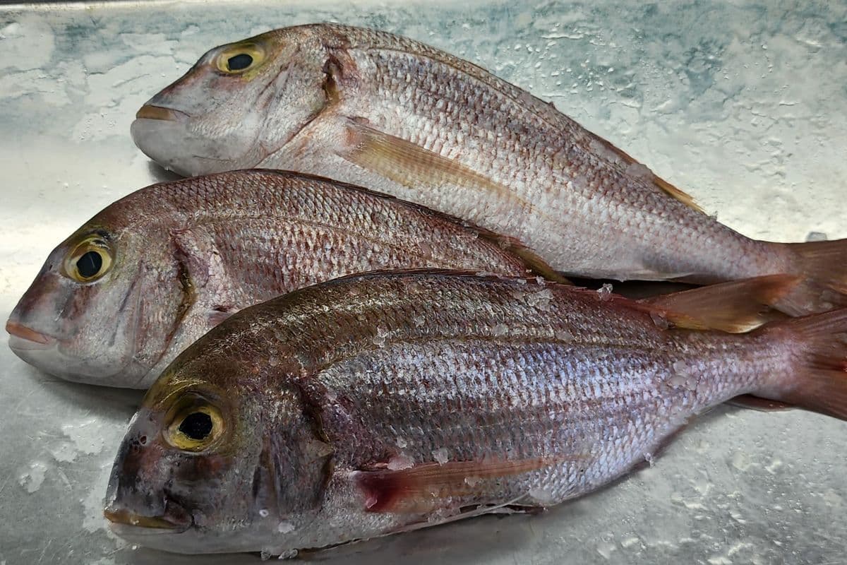 Caribbean Snapper (1 lb)