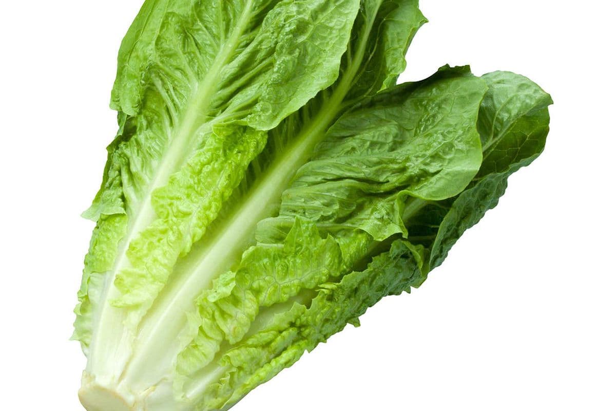 Laitue romaine (1) / Romaine Lettuce (1)