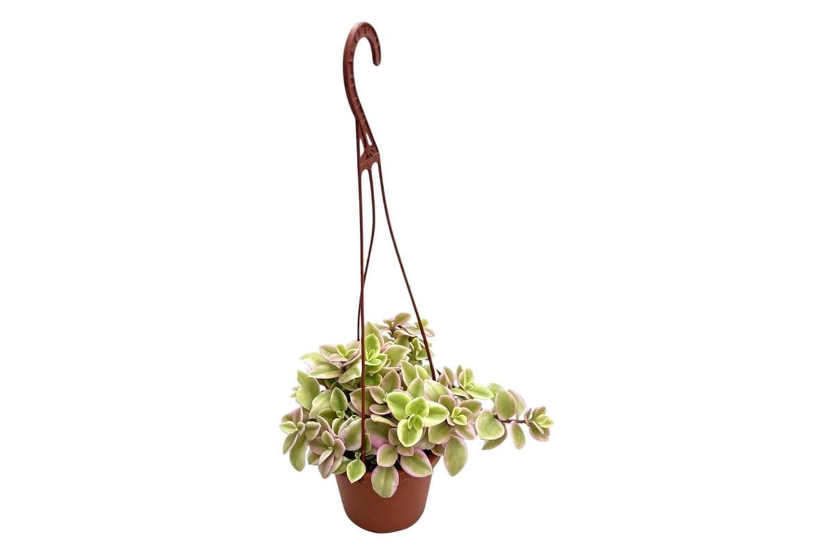 Calico Kitten Hanging Basket - 4 Inch Pot