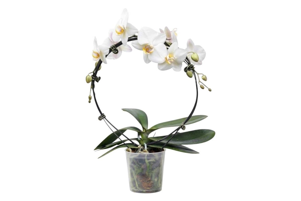White Hoop Orchid - 5 Inch Pot