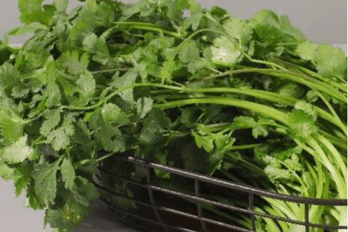 Coriandre / Cilantro / 香菜
