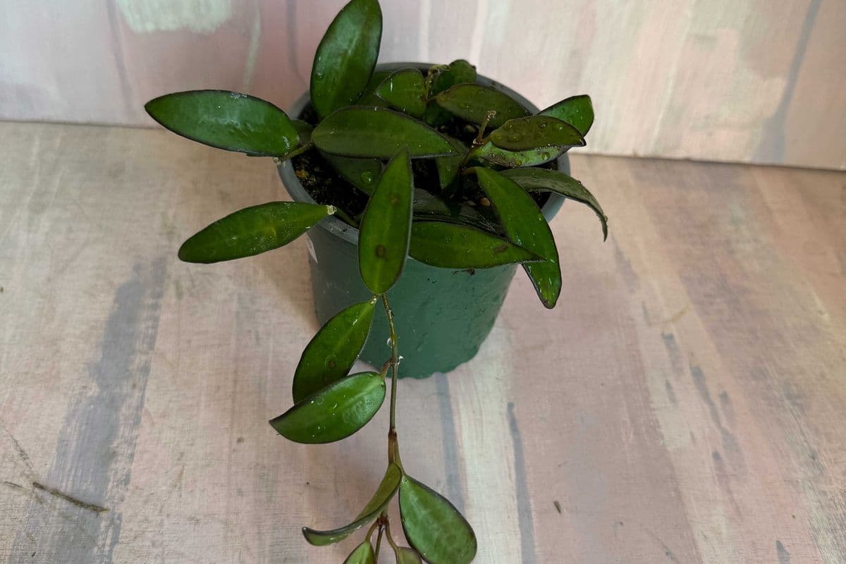 4" Hoya rosita