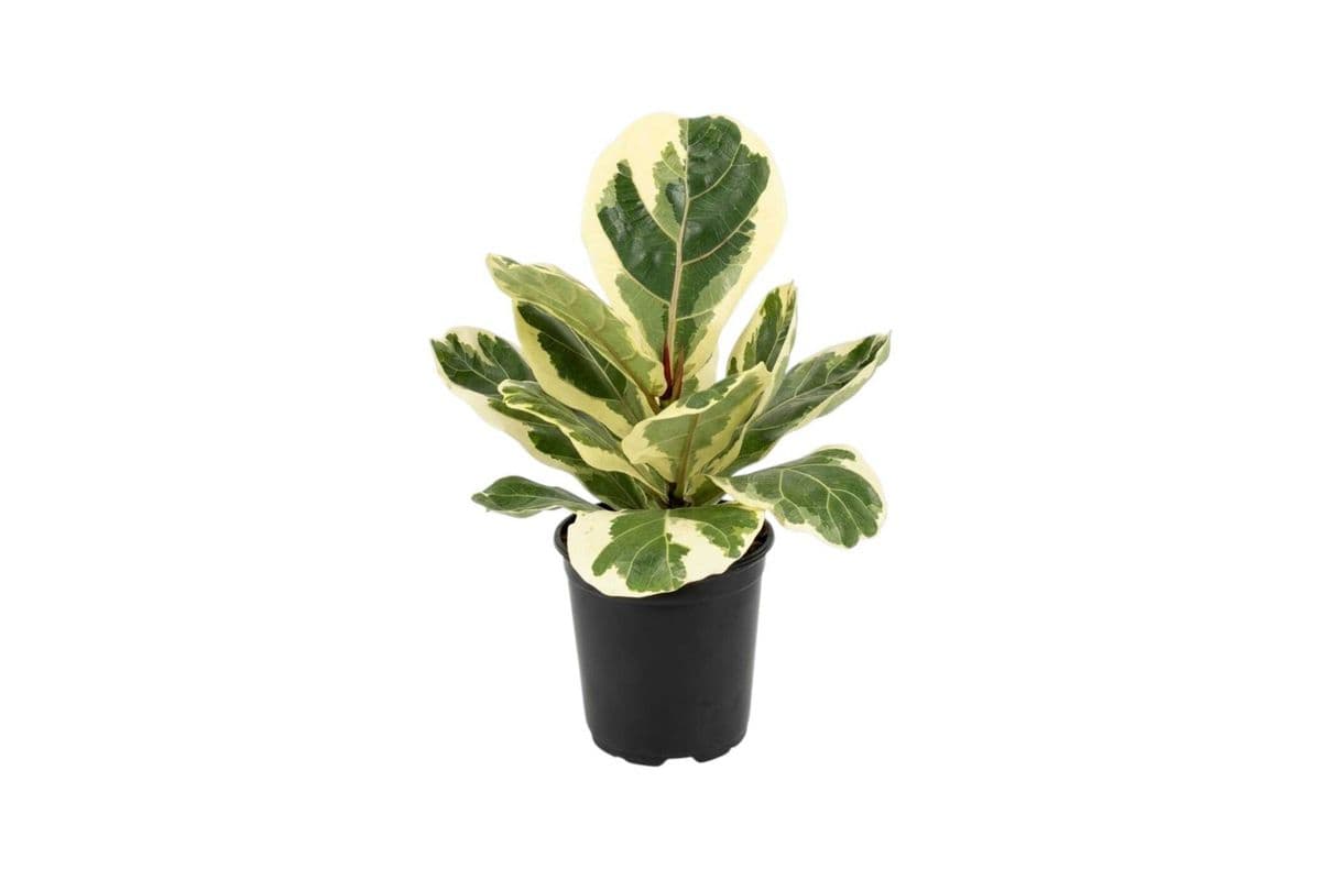 Variegated Ficus Lyrata - 6 Inch Pot
