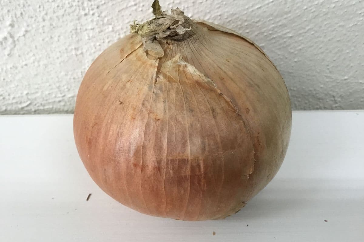 Onions, Cooking (Conventional) (Each)