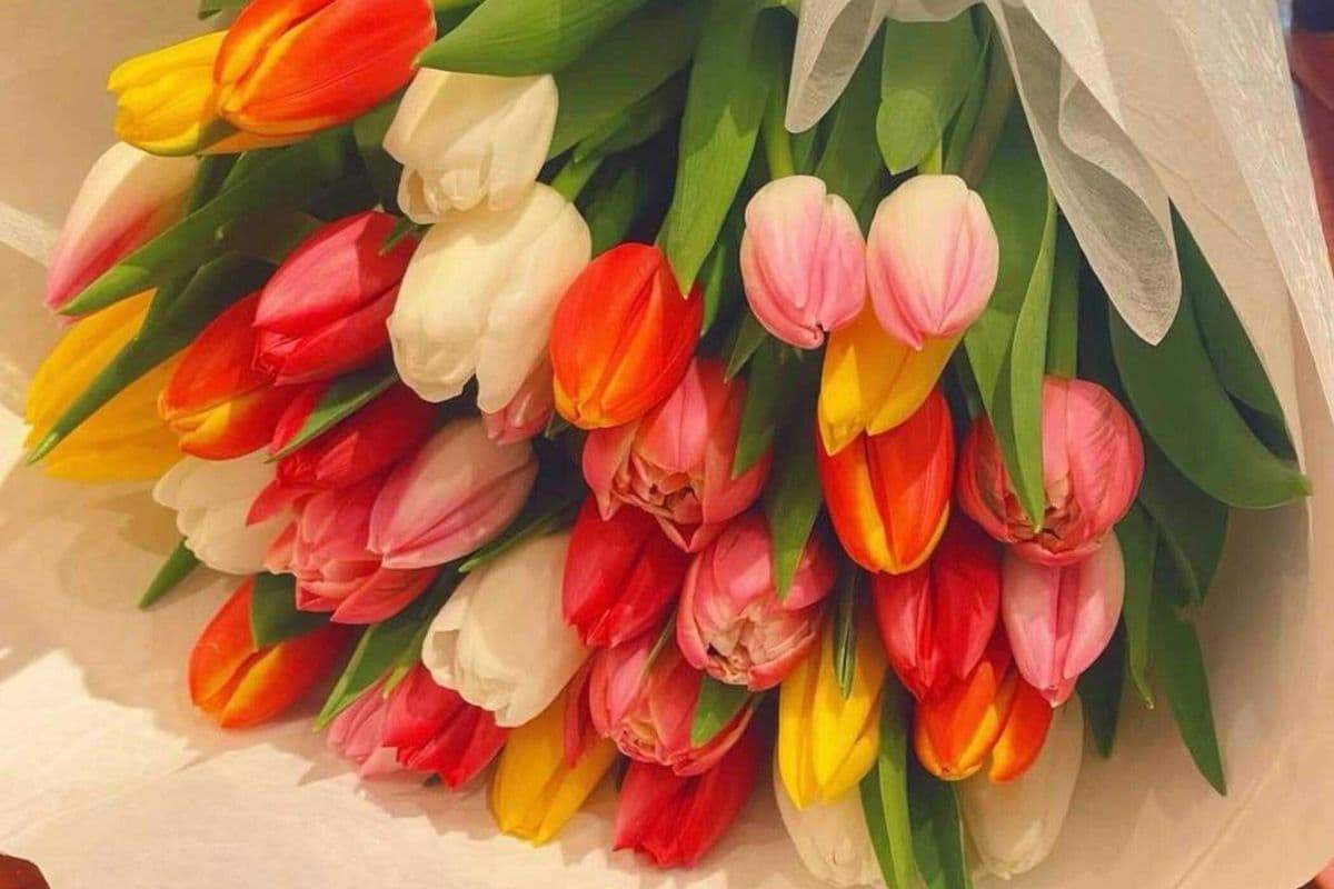 Mix Tulip Bouquet - Large (60 Stems)