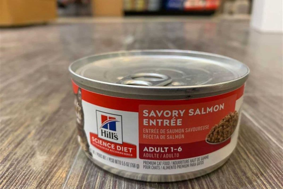 Hills | Feline | Wet | Adult 1-6 | Savory Salmon | 5.5oz