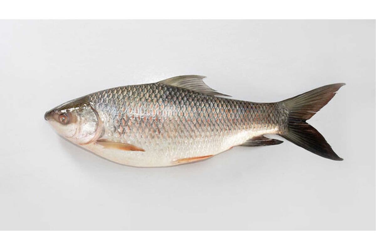 Rahu Fish (6-10 lbs)