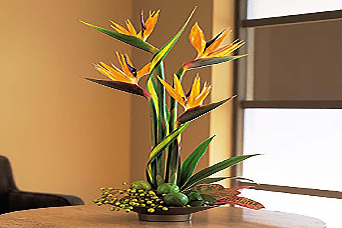 Dare To Be Different - Tropical Long Lasting