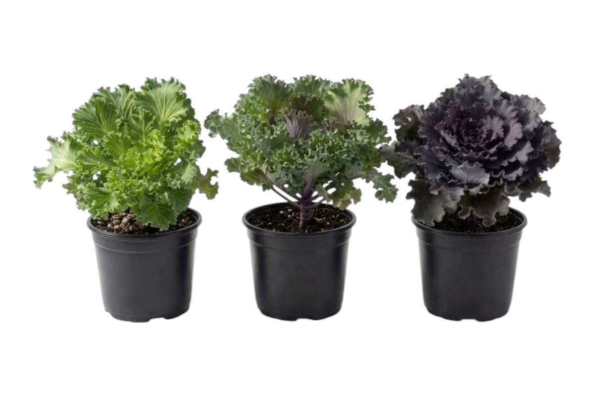 Assorted Ornamental Cabbage Trio - 3.5 Inch Pot