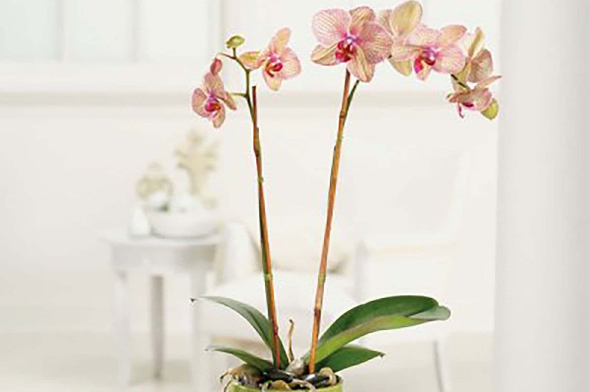 2 Stems - Phalaenopsis Orchid Plant