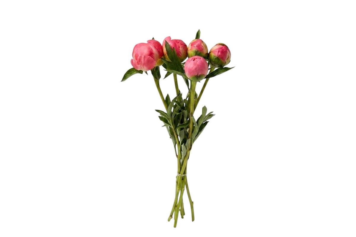Coral Peony - 5 Stems