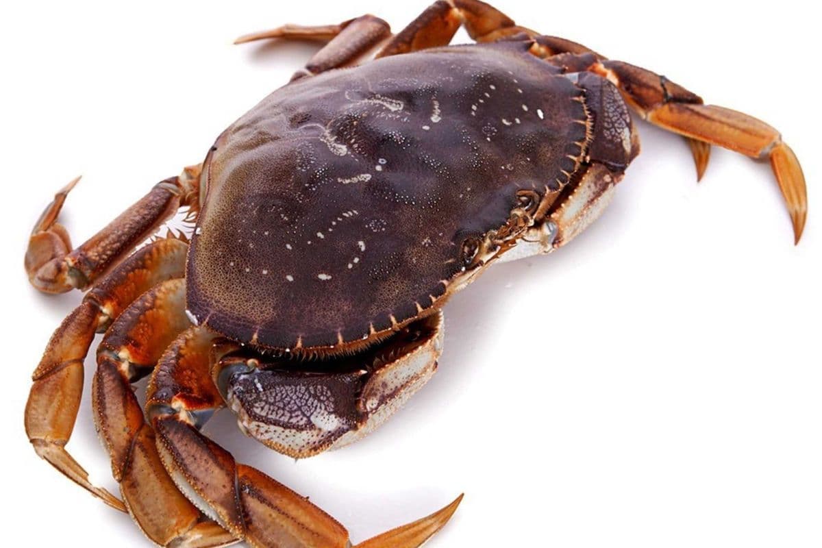 Vancouver Crab (2.5Ib）温哥华蟹