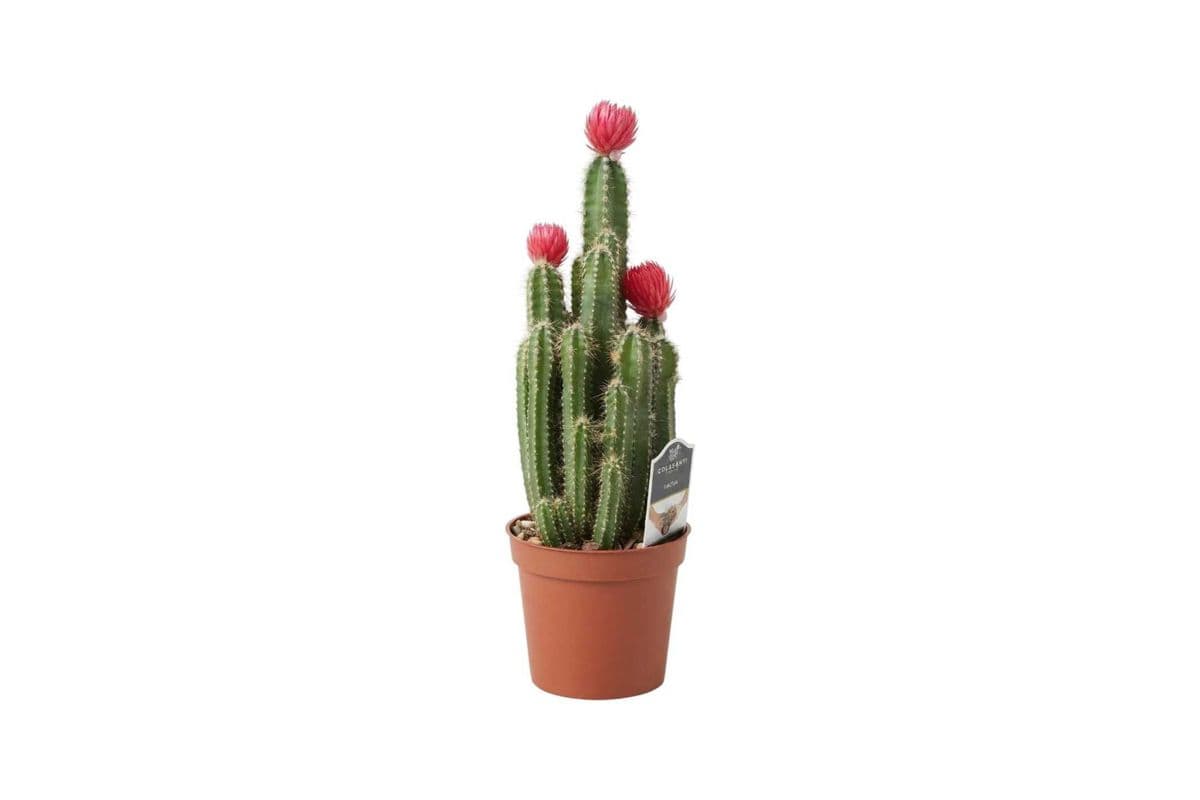 Fairy Castle Cactus Cactus with Strawflower - 2.5 Inch Pot