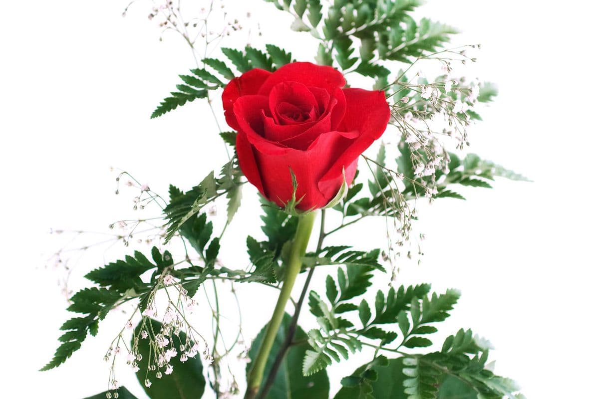 Single Red Rose Wrapped (Long Stem Rose)