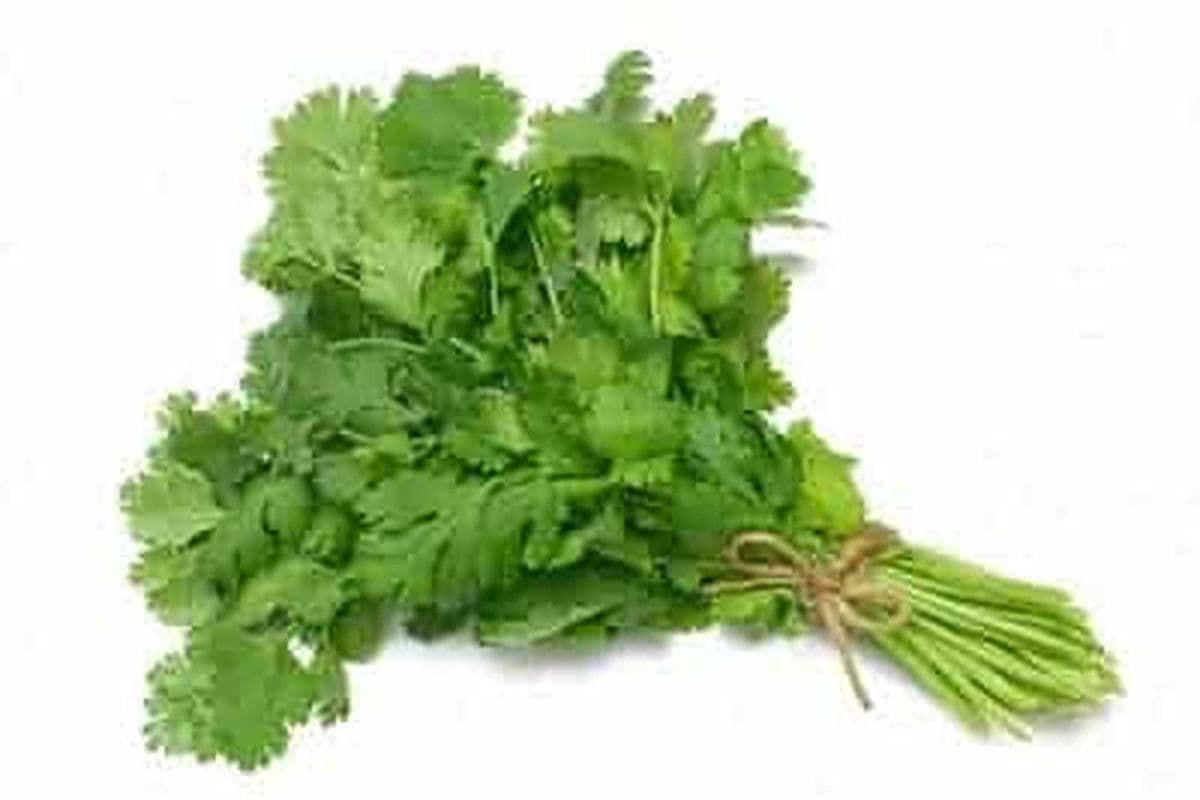 Coriandre (1) / Cilantro (1)