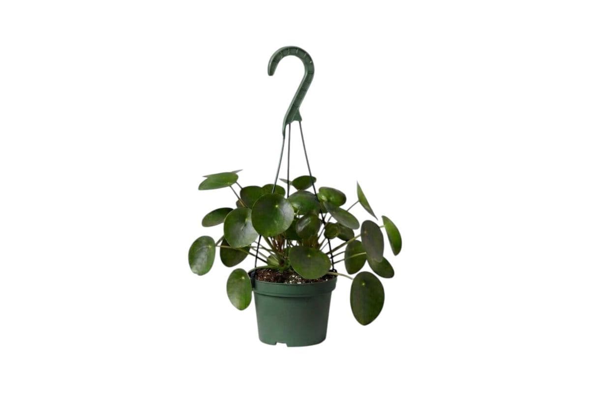 Pilea Peperomioides Hanging Basket - 6 Inch Pot