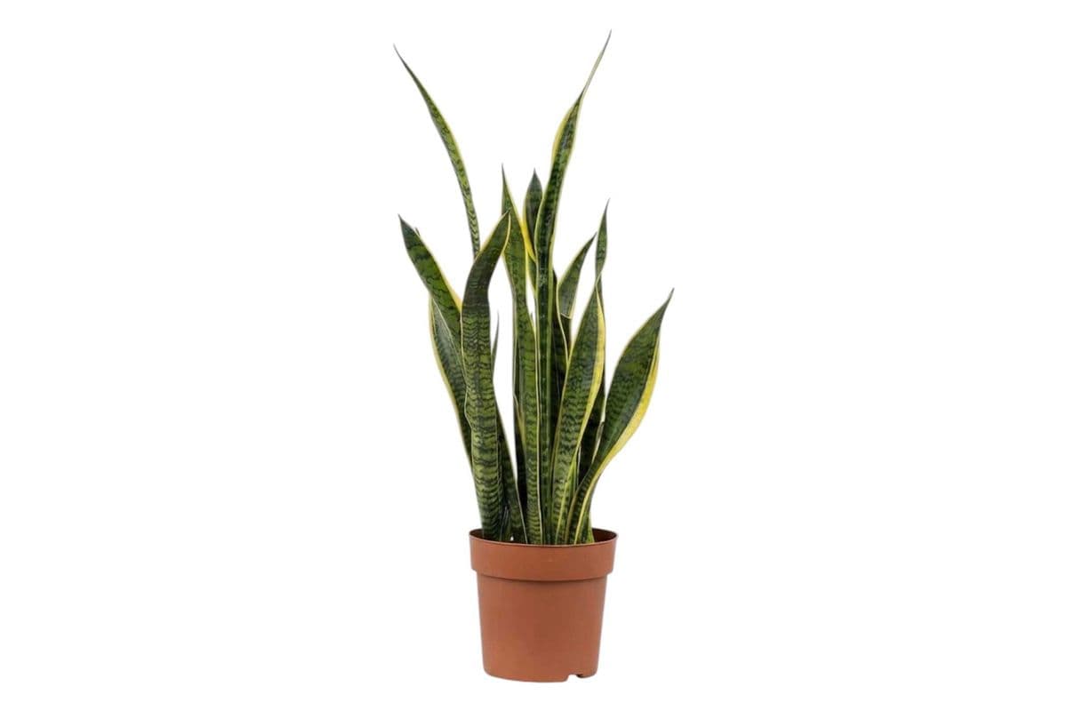 Yellow Snake Plant - 10 Inch Pot