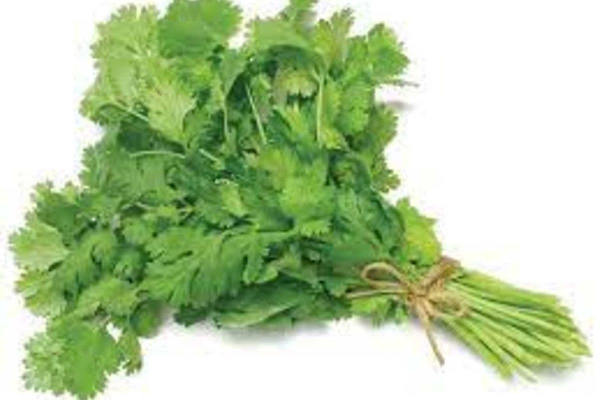 Dhania Coriander (1 bunch)