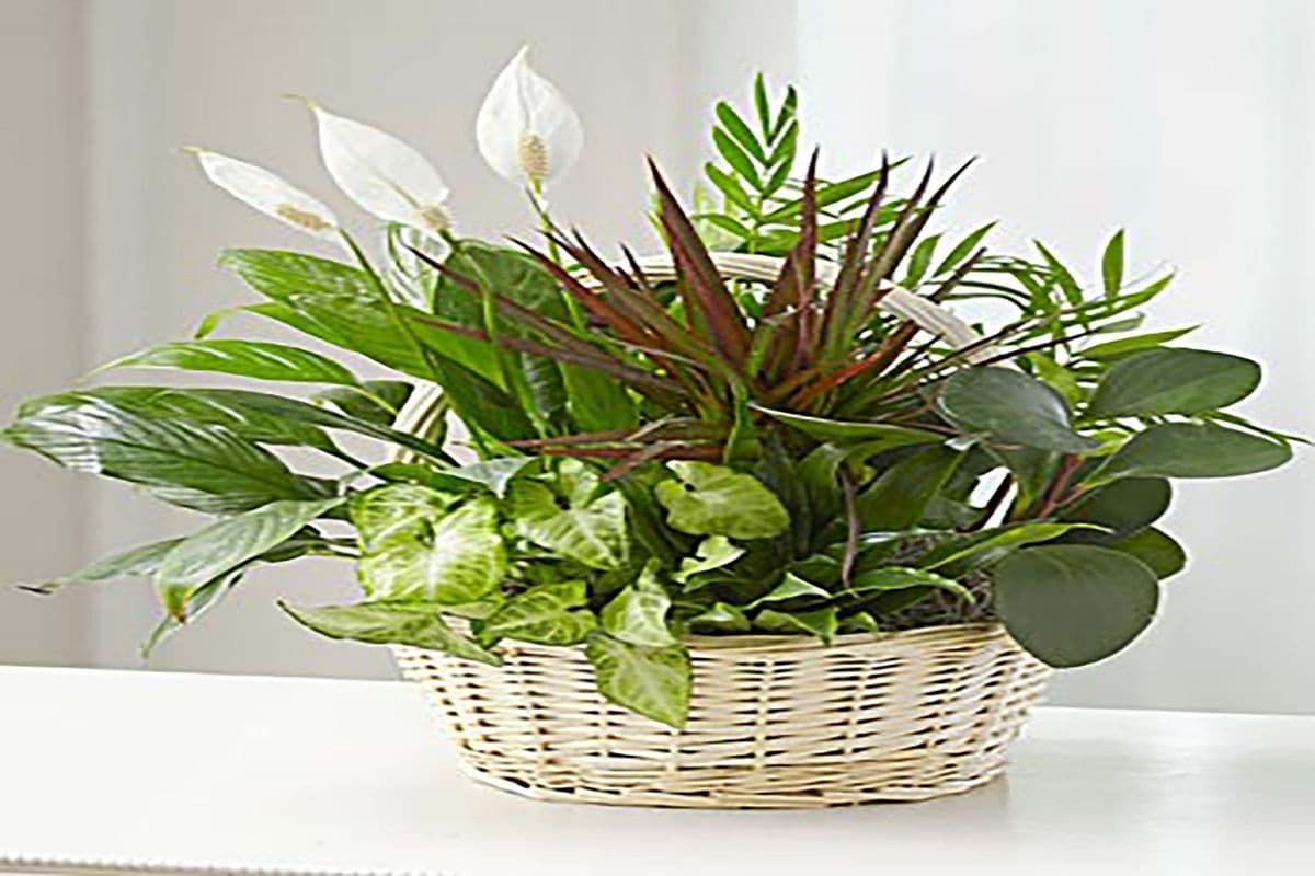 European Fresh Dish Garden