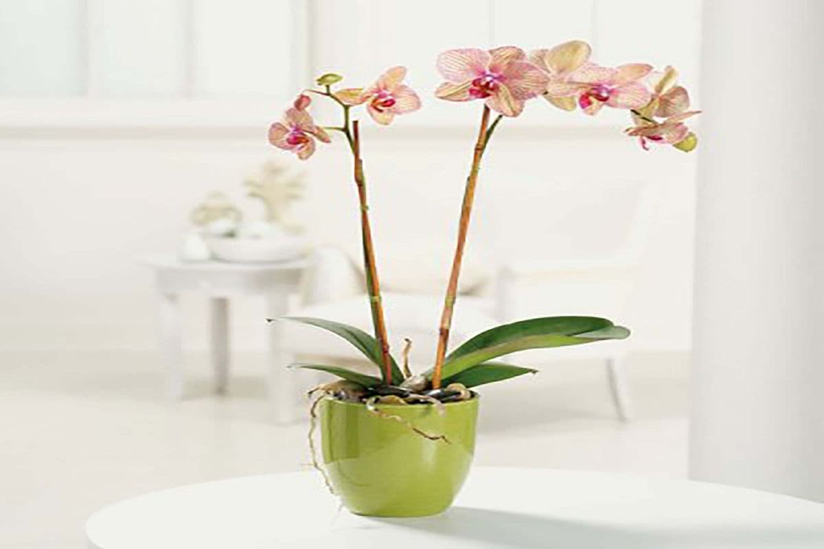 Two Stems - Phalaenopsis Orchid Plant