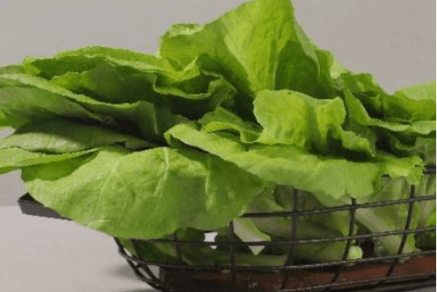 Nai Pai Chinois Vert / Chinese Nai Pai Green / 奶油白