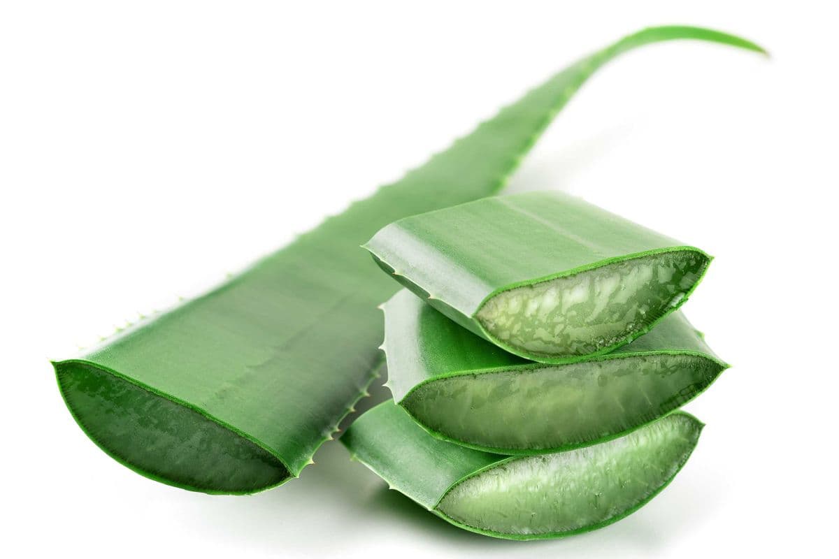 Aloe vera