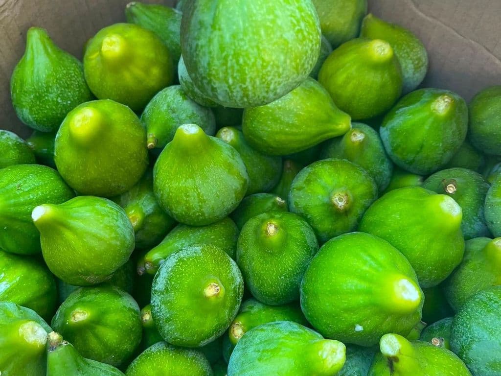 (TOP SELLER)  FRESH FIGS GREEN (1LB)