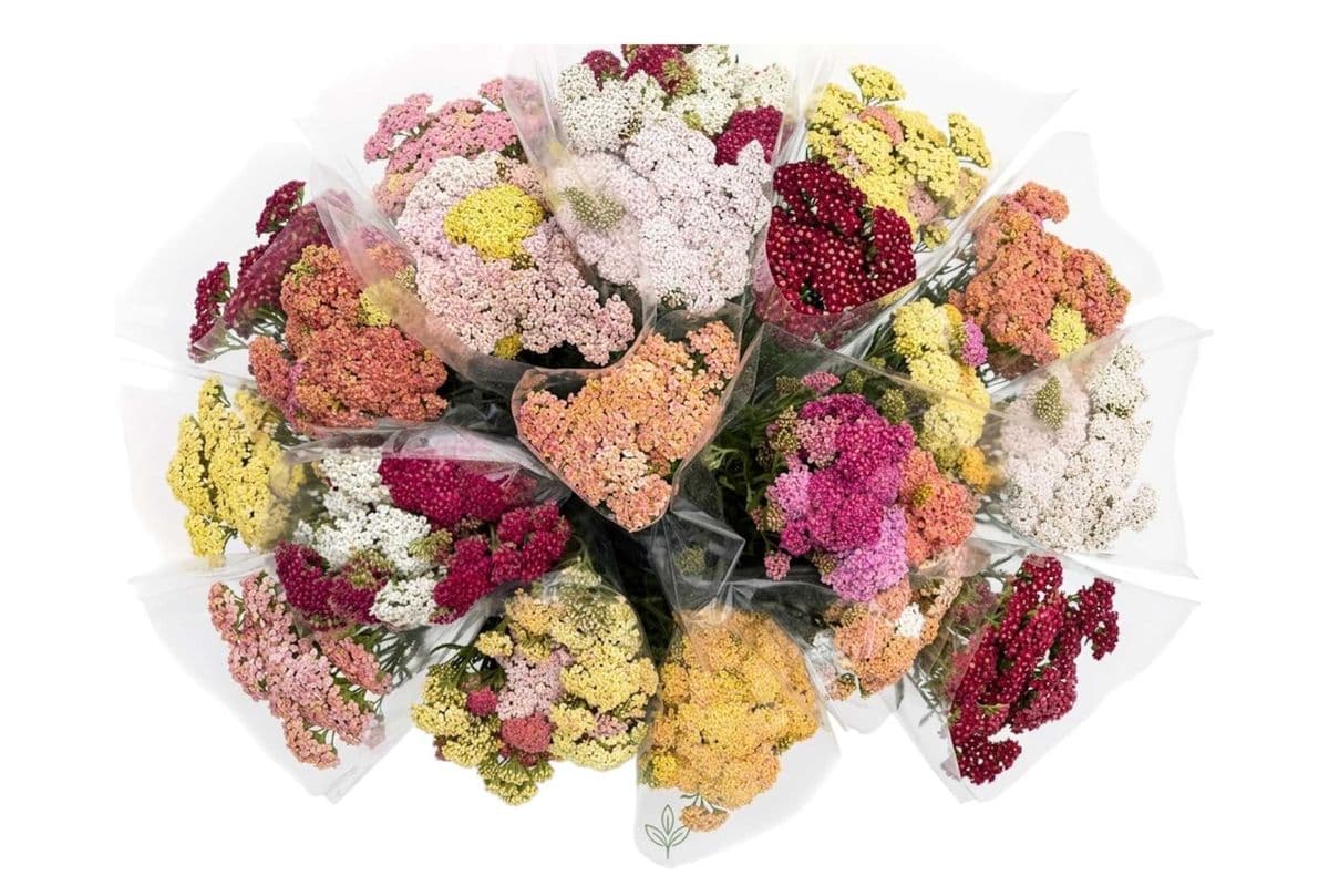 Yarrow - Medium