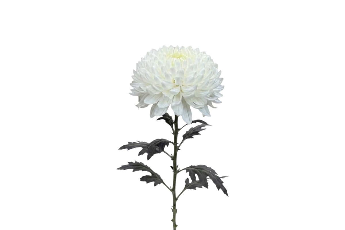 White Commercial Mum - 1 Stem