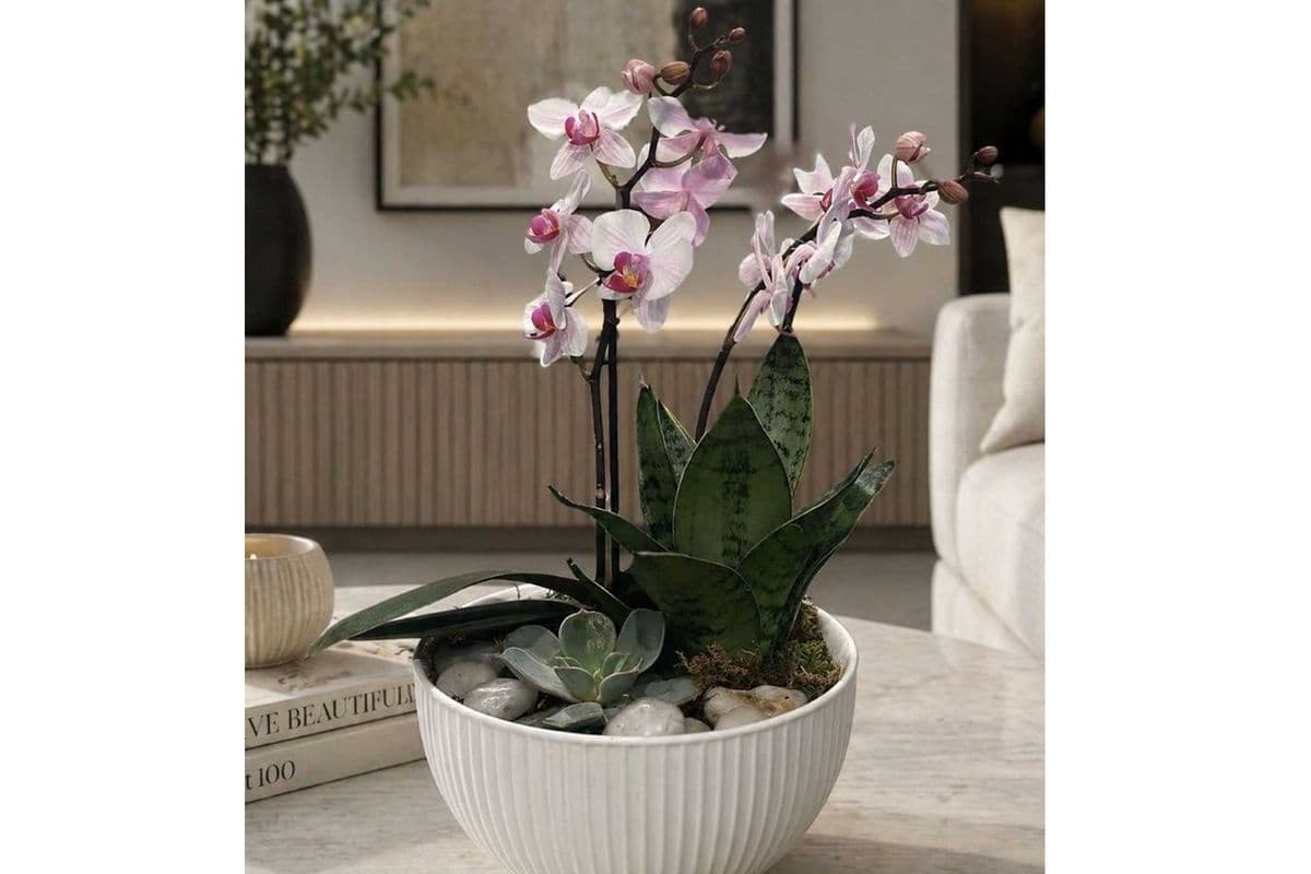 Orchid Succulent Planter - Pink
