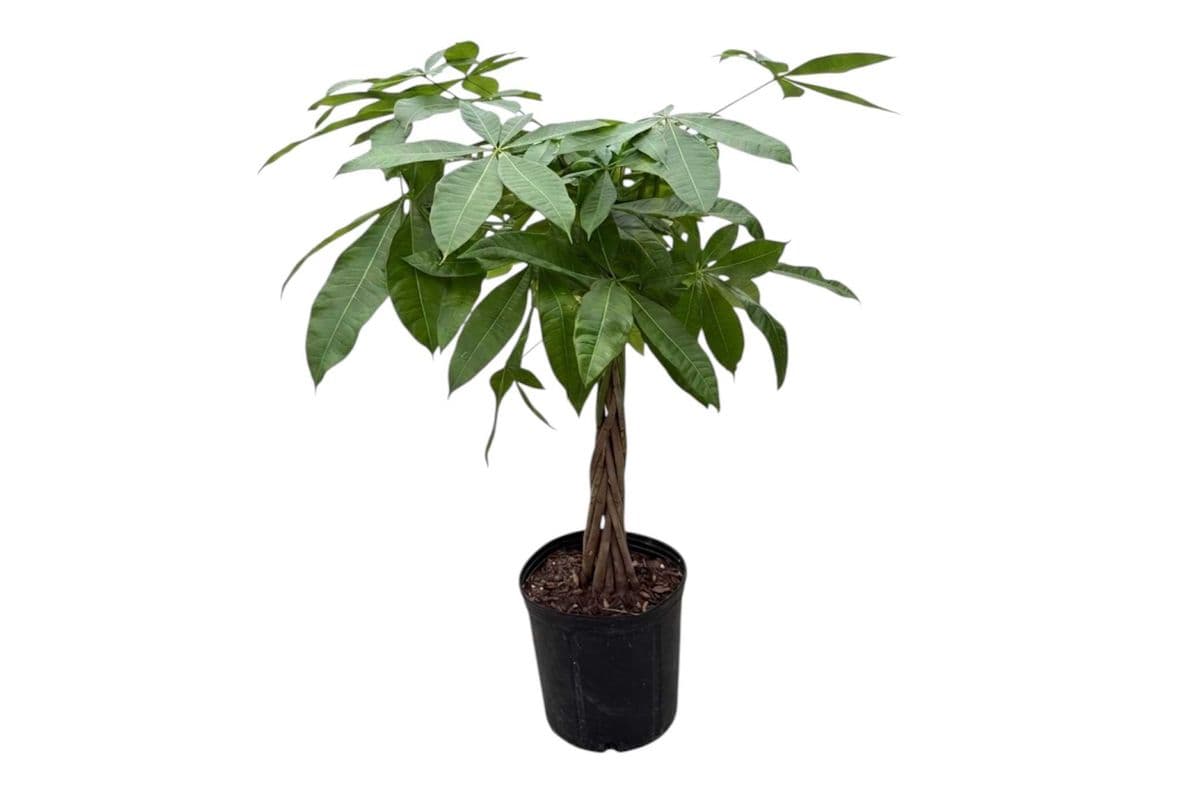 Money Tree - 10 Inch Pot