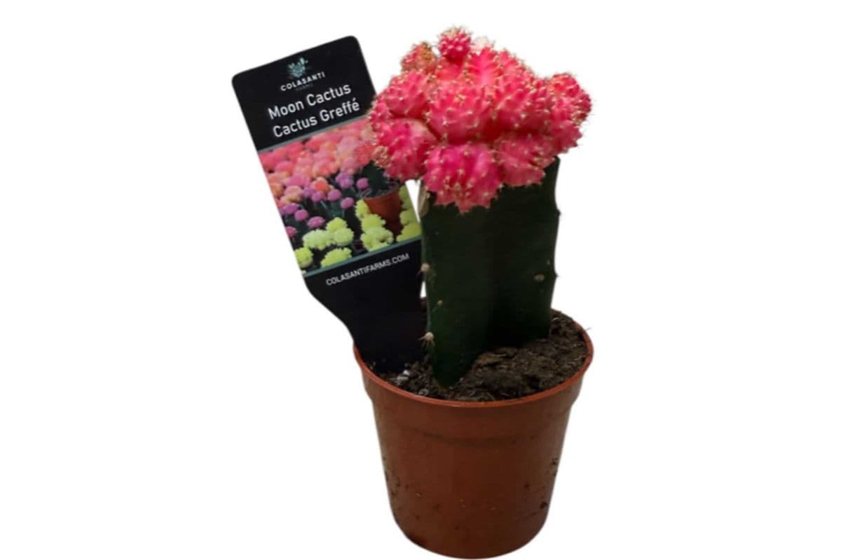 Moon Cactus - 2.5 Inch Pot