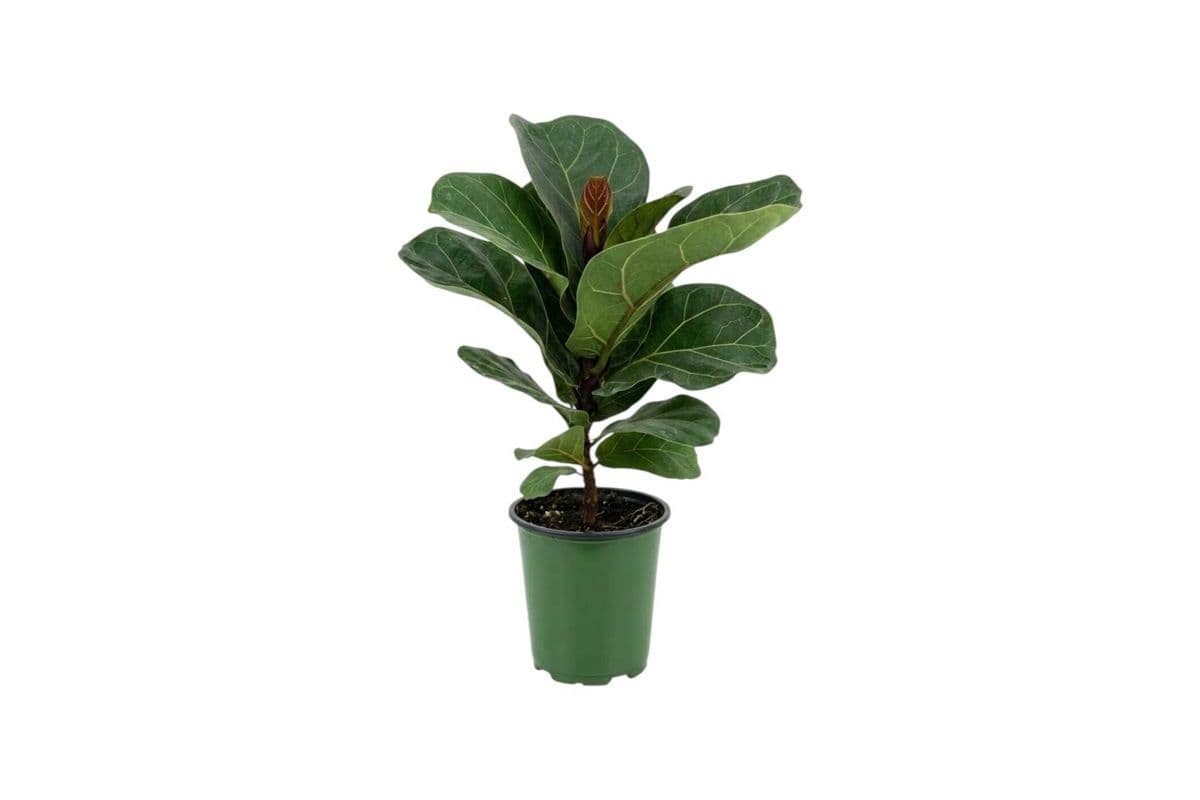 Ficus Lyrata - 3.5 Inch Pot