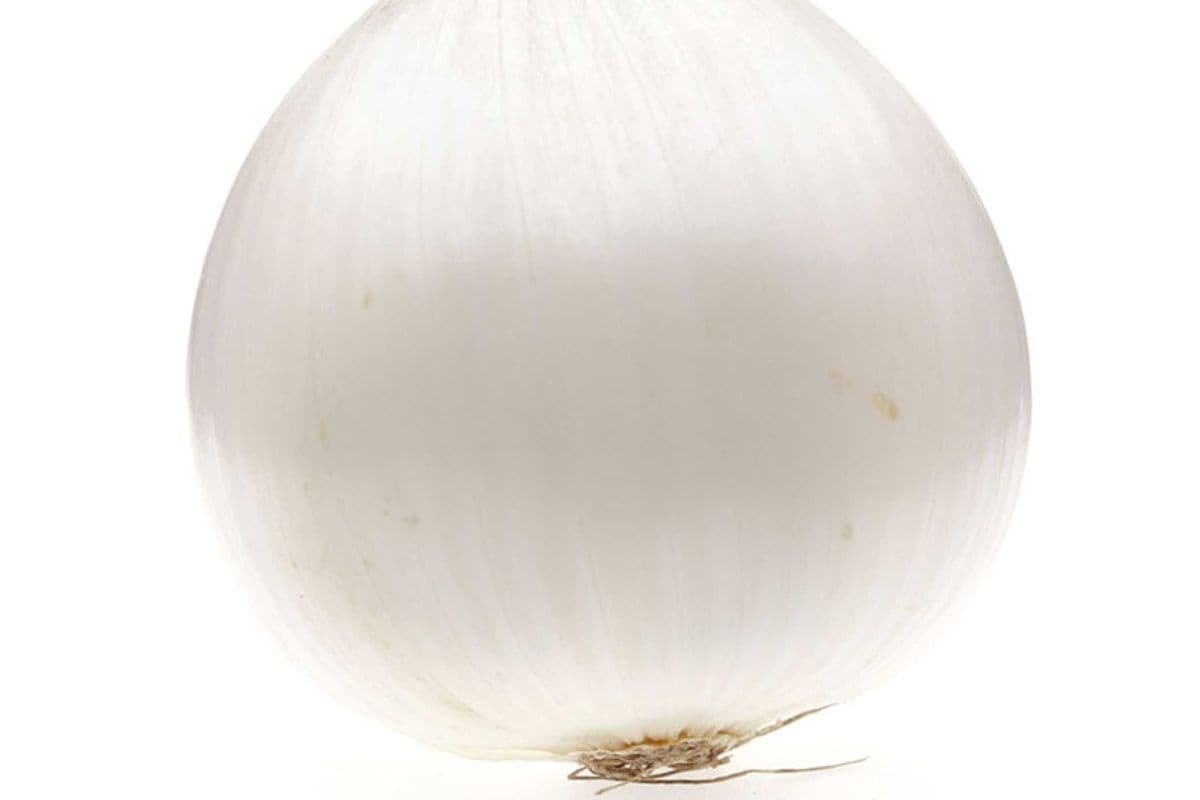 Oignon Blanc/White Onion