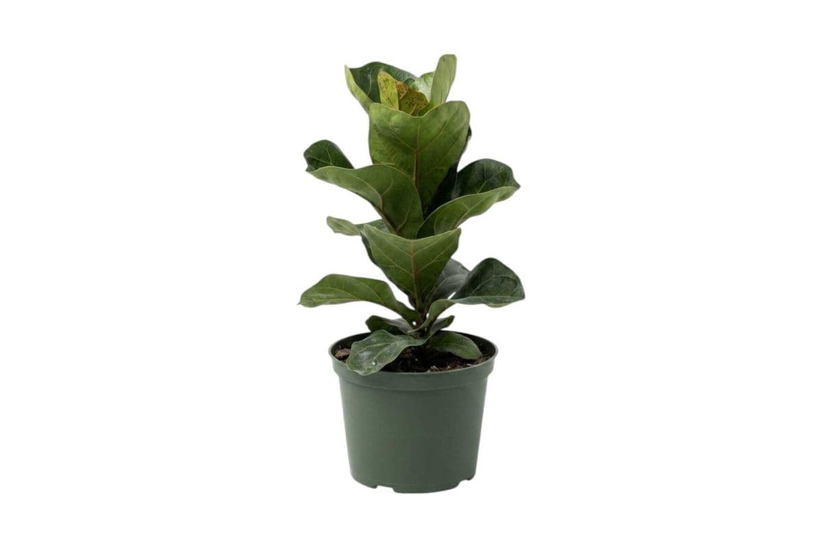 Ficus Lyrata - 6 Inch Pot
