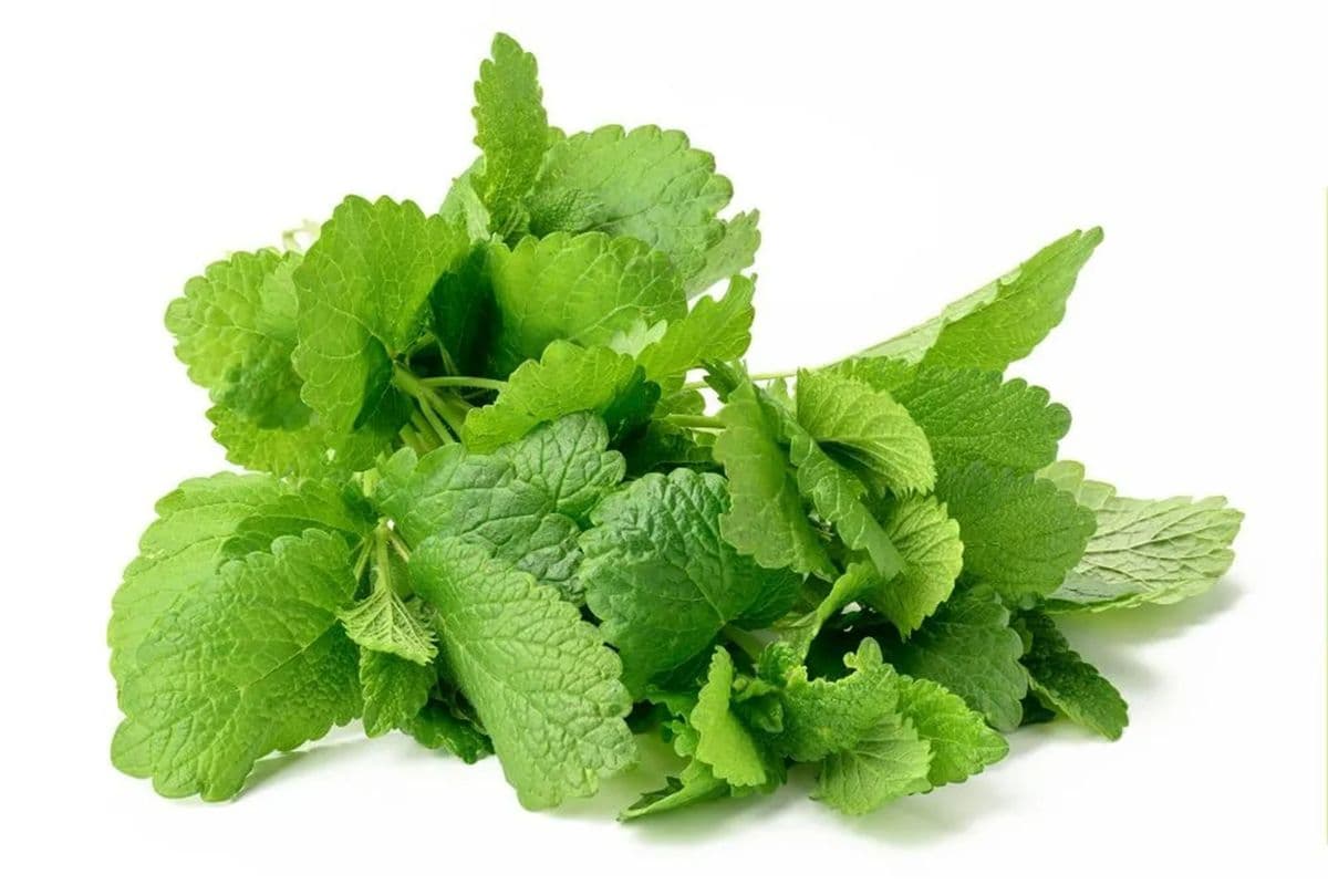 Mint Bunch Each (200g)