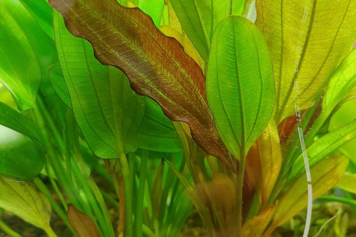 Live Plants - Sword Plant (1 Plant)