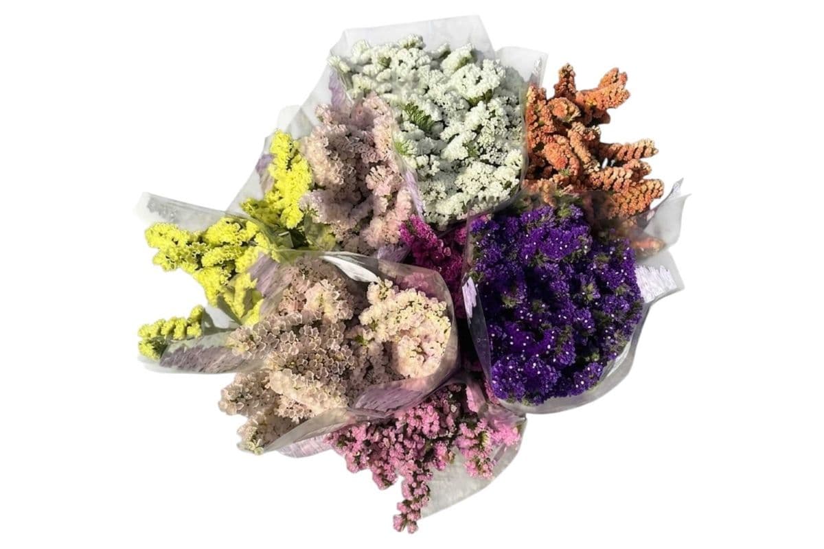 Statice Flower - Medium