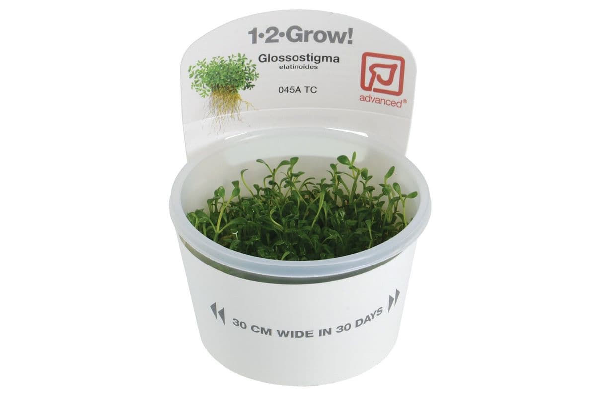 Tropica 1-2-Grow Live Plant - Glossostigma Elatinoides